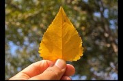 手机拍照时相框模糊？可能的原因有哪些？