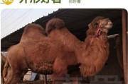 骆驼品牌前部摄像头有何功能？技术特点是什么？