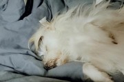 狗狗洗衣机使用时应放什么？操作注意事项有哪些？