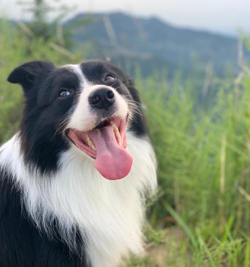 带狗狗怎么用手机拍照片？拍摄技巧和注意事项是什么？